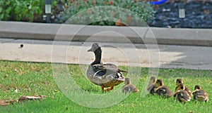 Momma Duck with Ducklings photo