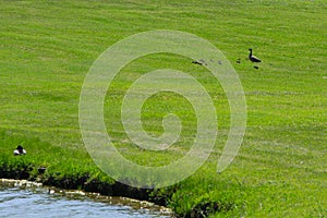 Momma Duck and Ducklings Walking