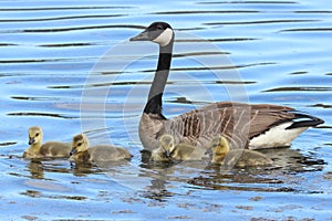 Momma Goose