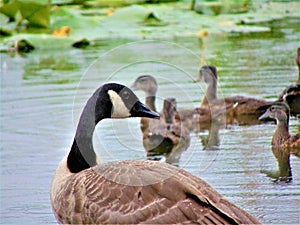 Momma Goose and Goslings photo