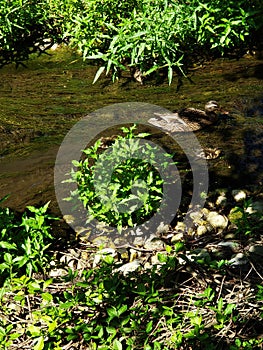 Momma and her Babies swimming on a hot day.