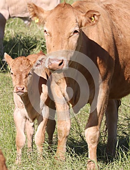 Momma and her calf