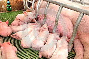 Momma pig feeding baby pigs