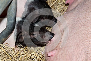 Momma pig feeding baby pigs photo