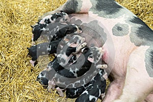 Momma pig feeding hungry little piglets