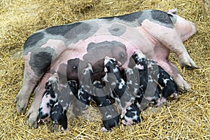 Momma pig feeding hungry little piglets