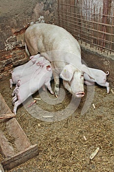 Momma pig feeding pigs in barn