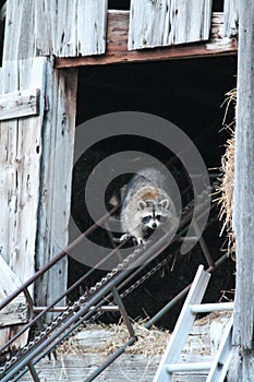 Momma Raccoon Living in the Hayloft