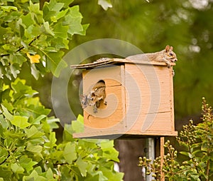 Momma squirrel and her babies