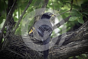 Mommy American robin feeding Her Babies