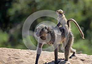 Mommy and Baby Baboon in Kruger National Park