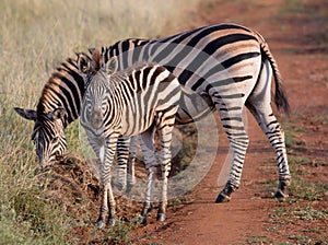 Mommy and Baby Zebra walk by the road