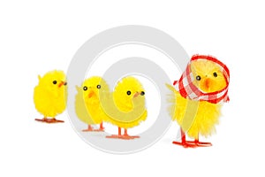 Mommy chick and three babies following