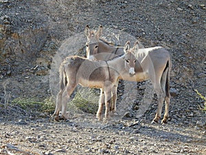 Mommy and her babe, wildlife, donkeys, wild burros