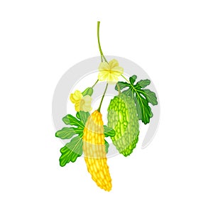 Momordica Charantia or Bitter Melon as Tropical Edible Fruit Vector Illustration