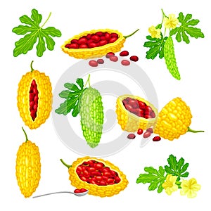 Momordica Charantia or Bitter Melon as Tropical Vine with Edible Fruit Vector Set