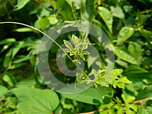 Momordica charantia bitter melon, bitter apple, bitter gourd, karela, bitter squash, balsam pear, pare with natural background.