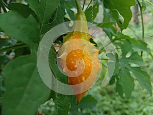 Momordica charantia bitter melon, bitter apple, bitter gourd, karela, bitter squash, balsam pear, pare with natural background.