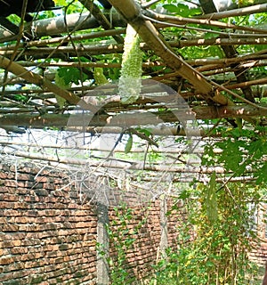 Momordica charantia fruit in madhubani india