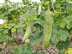 Momordica charantia L, bitter melon fruit on the tree in bitter melon plantation. Organic farm plant photo