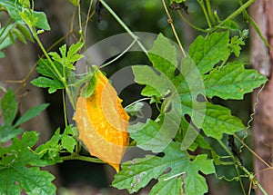 Momordica charantia on the vine.