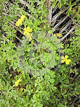 momordica charantia yellow flowers growing around the wild bushy meadow.