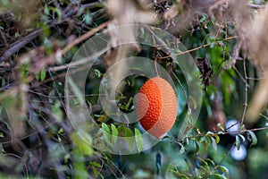 Momordica cochinchinensis. fruit on tree.