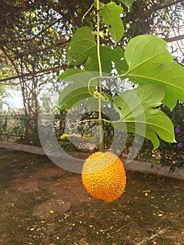 Momordica cochinchinensis Lour. Spreng fruit tree