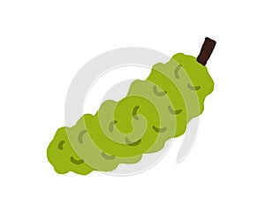 Momordica, exotic bitter fruit with bumps. Green fruto delicioso. Fresh tropical Madeira food in doodle style. Natural photo