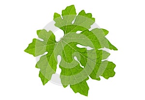 Momordica leaf on white