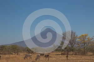 Momotombo view with field and cows