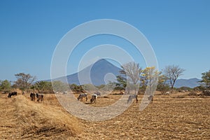 Momotombo view with field and cows during summer station, Nicaragua,