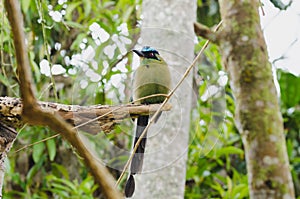 Momotus momota bird perched in a tree.