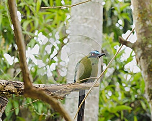 Momotus momota bird perched in a tree.