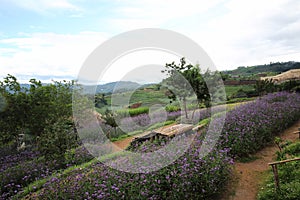 Mon Cham hill ridge with Verbena bonariensis flowers field Chiangmai , Thailand