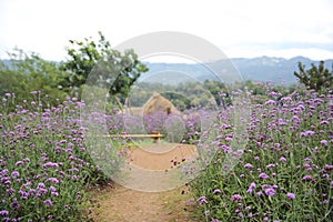 Mon Cham hill ridge with Verbena bonariensis flowers field Chiangmai , Thailand