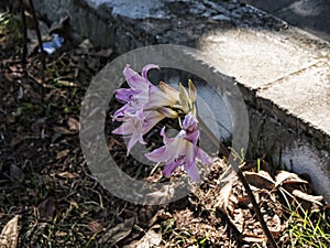 Flower in the Grounds of the Mon Repose Palace on the Greek Island of Corfu photo