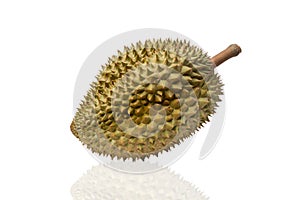 Mon Thong durian fruit on white background