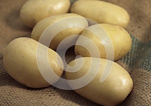 Mona Lisa Potato, solanum tuberosum