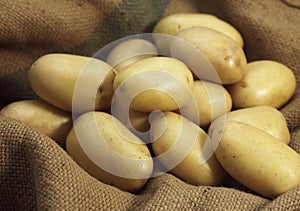 Mona Lisa Potato, solanum tuberosum