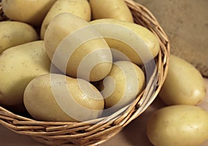 Mona Lisa Potato, Solanum tuberosum, Vegetables in Basket