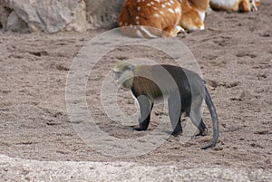 Mona Monkey - Cercopithecus mona