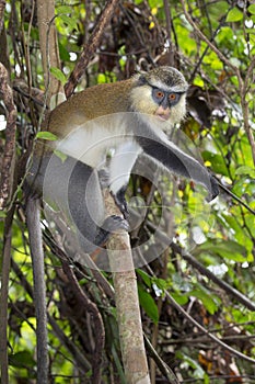 Mona monkey (Cercopithecus mona) in a tree.