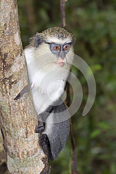 Mona monkey (Cercopithecus mona) in a tree.