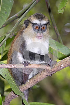 Mona monkey (Cercopithecus mona) in a tree.