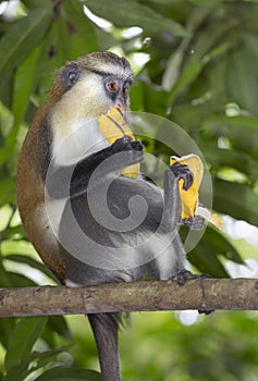 Mona monkey (Cercopithecus mona) in a tree.