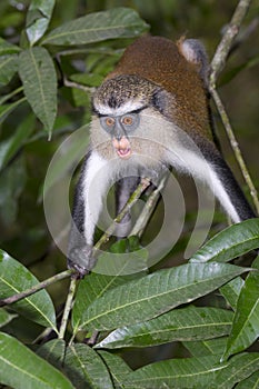 Mona monkey (Cercopithecus mona) in a tree.