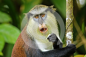 Mona monkey eating in a tree, Grand Etang National Park, Grenada