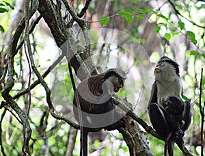 Mona monkey family tend their young at Lekki conservation centre, Lagos Nigeria