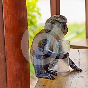 Mona monkey holding a plastic cup